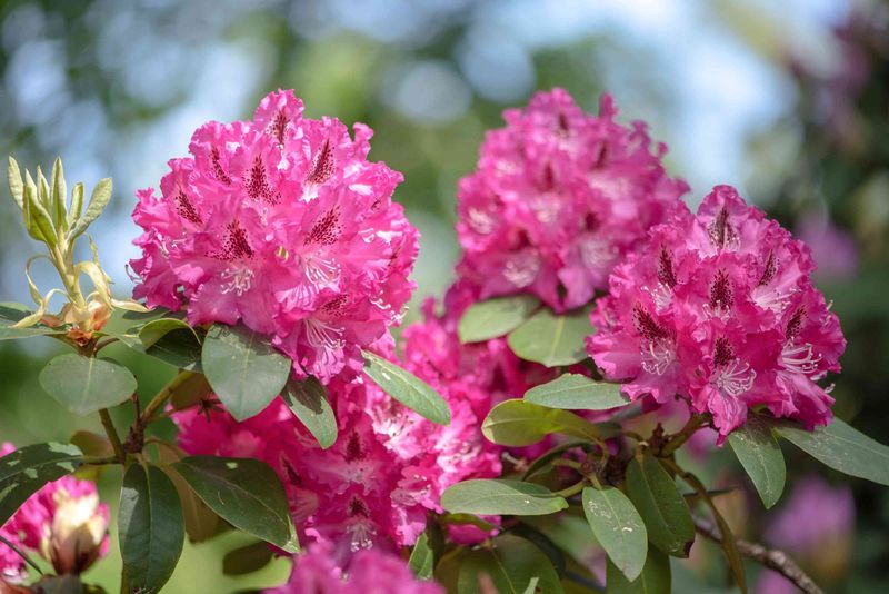 Rhododendron