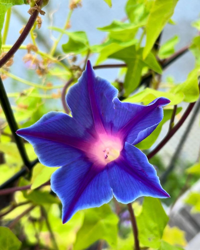 Morning Glory