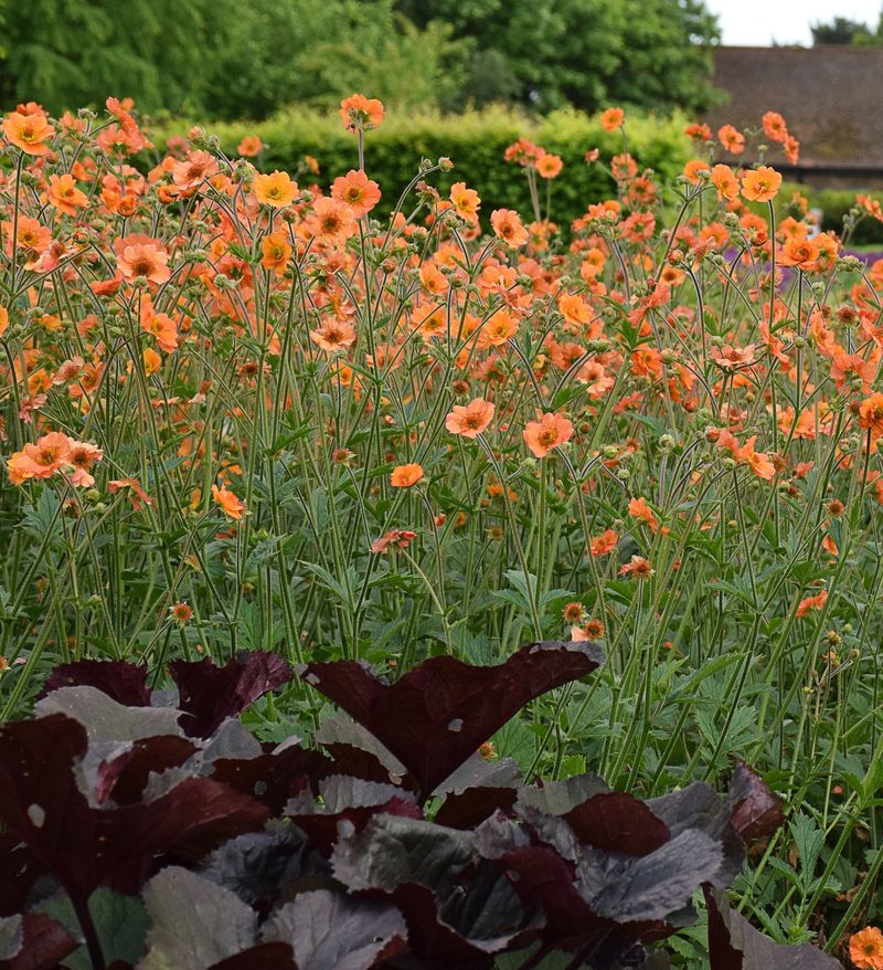 Geum ‘Totally Tangerine’