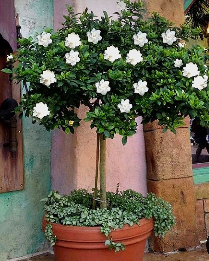 Cape Jasmine