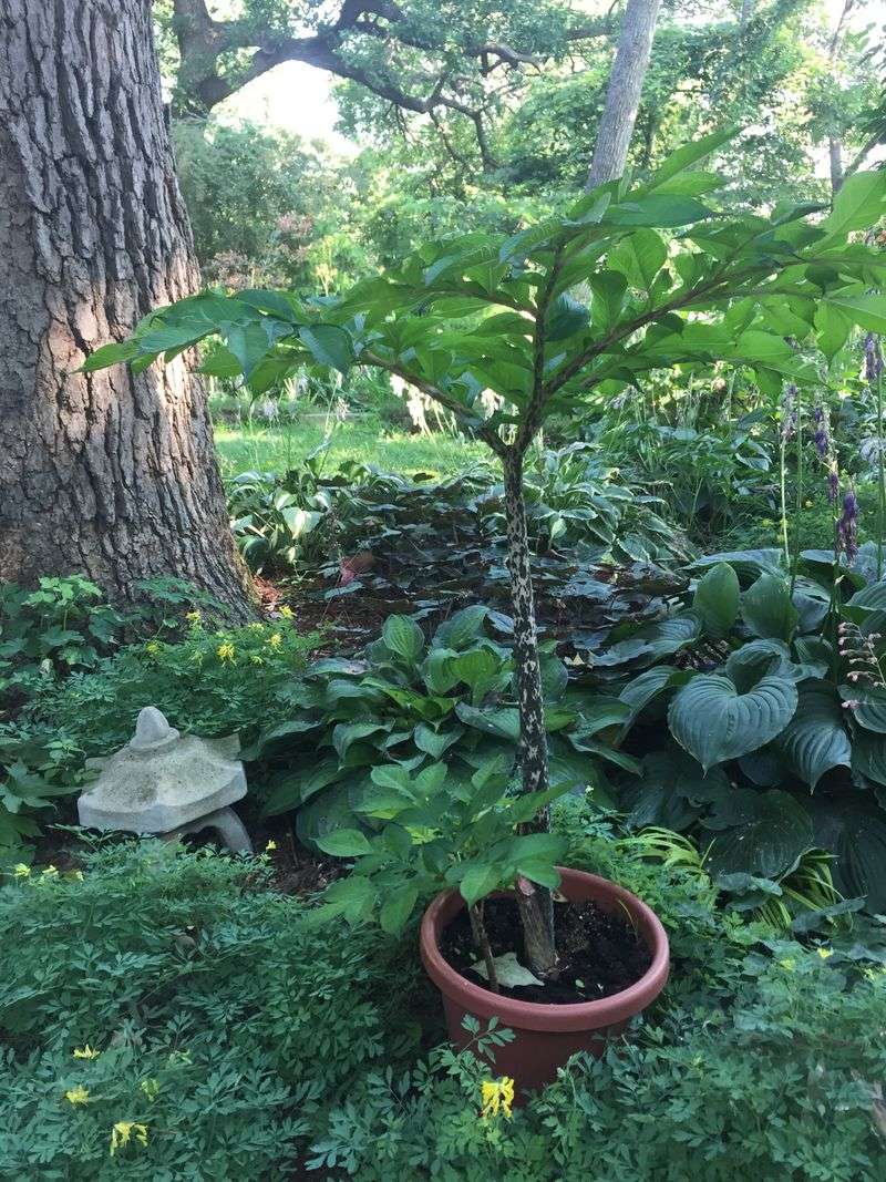 Acclimate Plants Over 7-10 Days