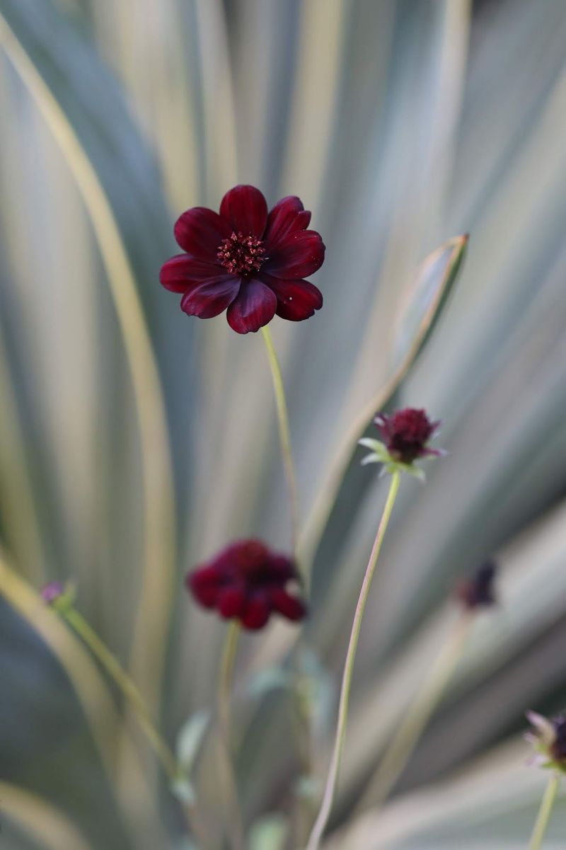 Great For Rock Gardens Or Raised Beds