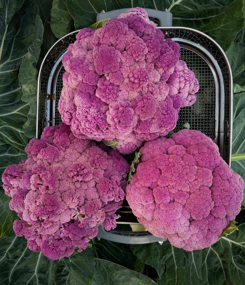 Cauliflower