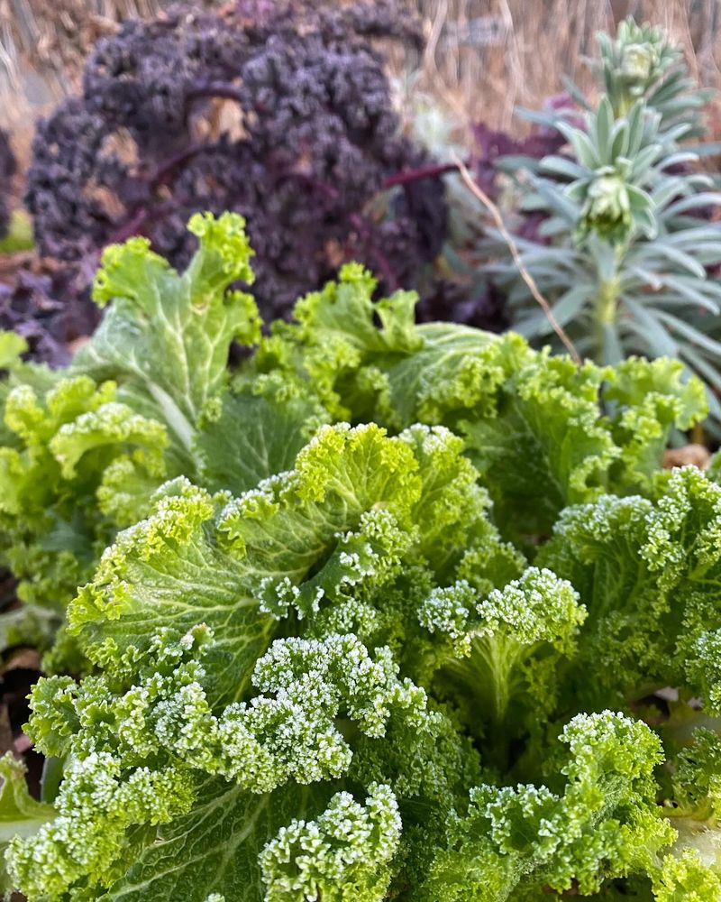 Mustard Greens