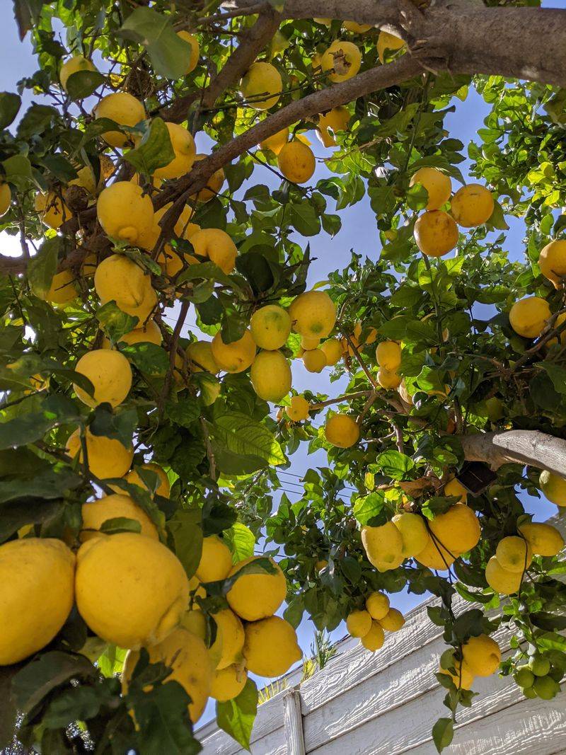 Sweet Lemon