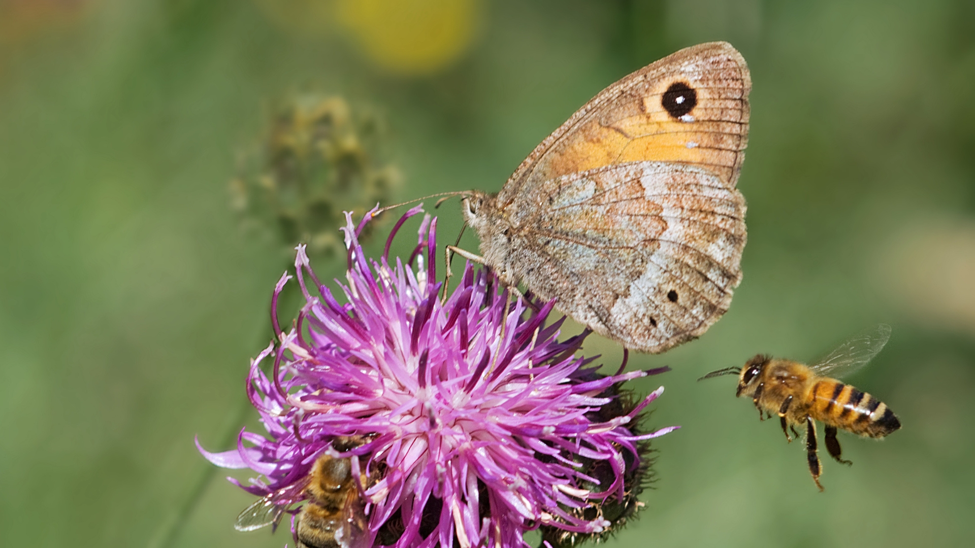 Build The Ultimate Pollinator Garden With These 37 Flowers