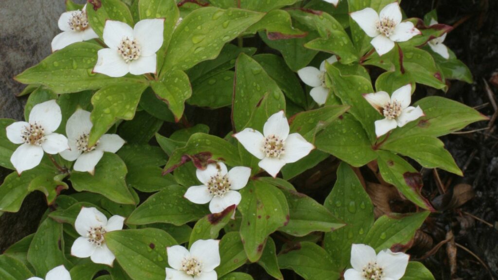 Bunchberry
