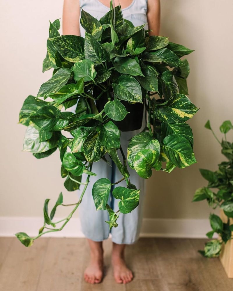 Golden Pothos