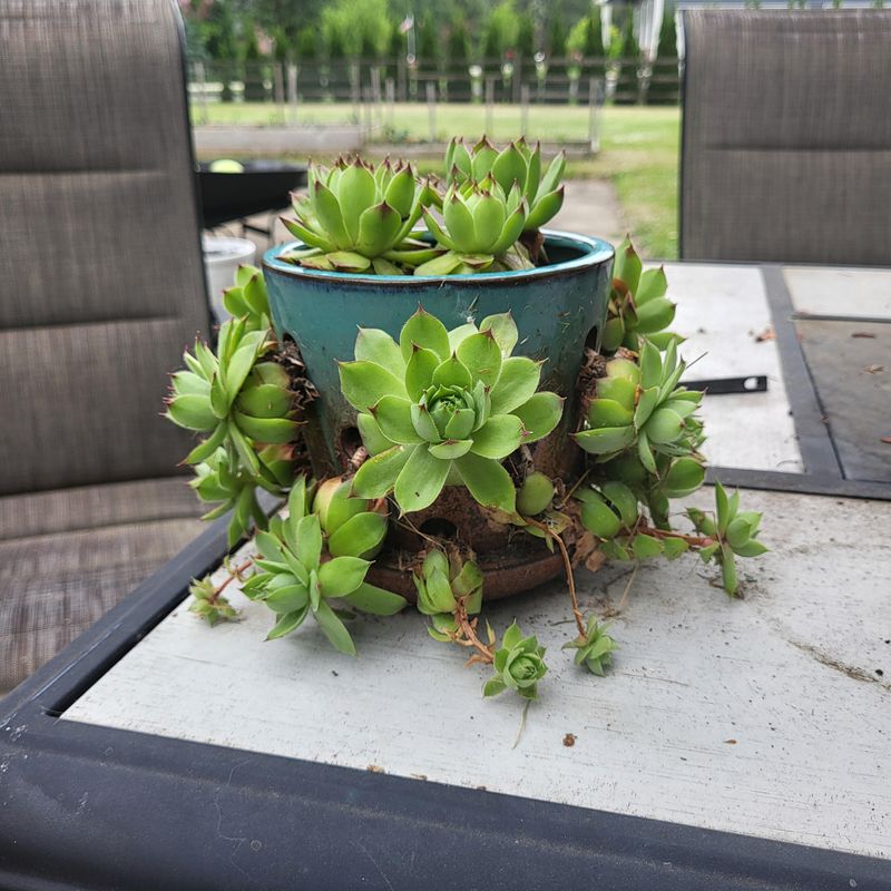 Hen and Chicks