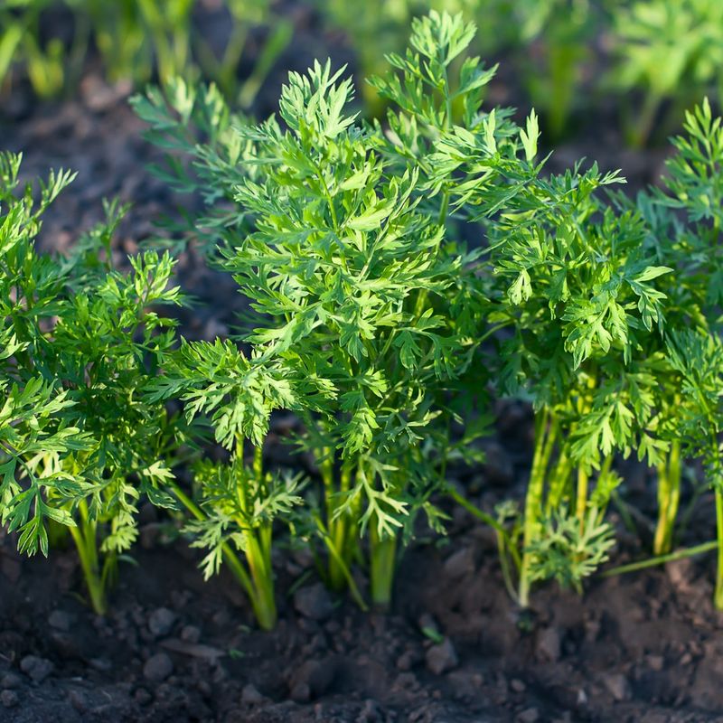Carrots