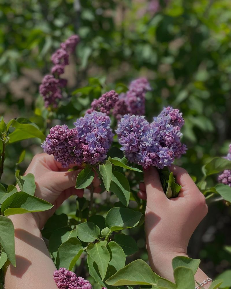 Lilac