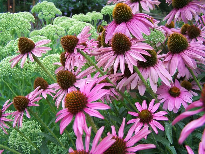 Coneflowers (Echinacea)