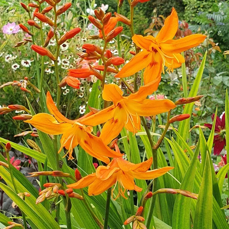 Crocosmia