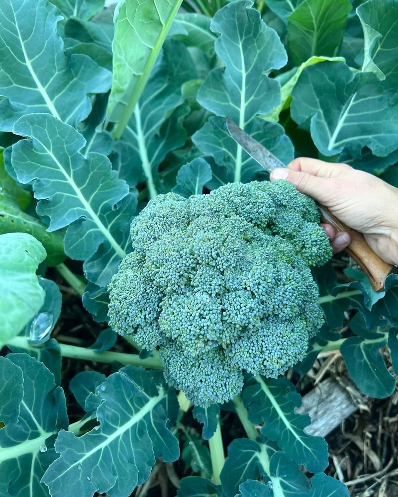 Broccoli