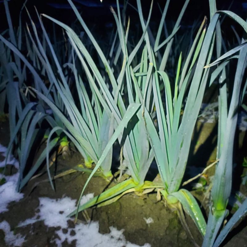 Leeks