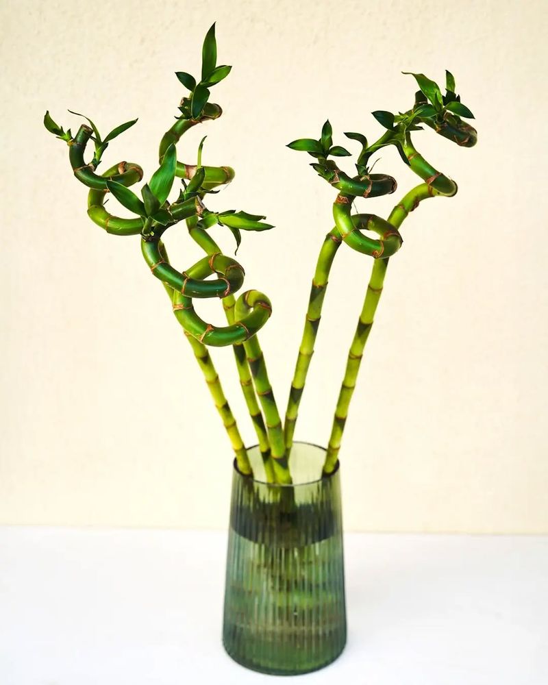 Lucky Bamboo