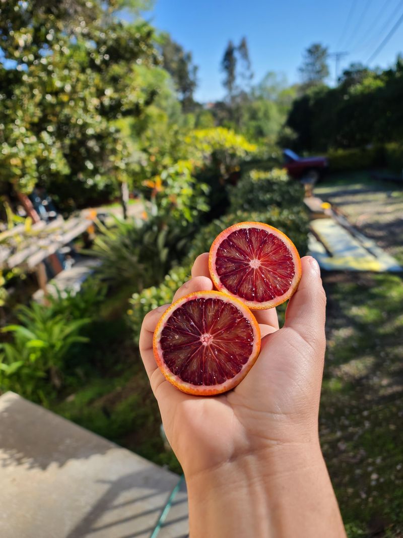 Blood Orange
