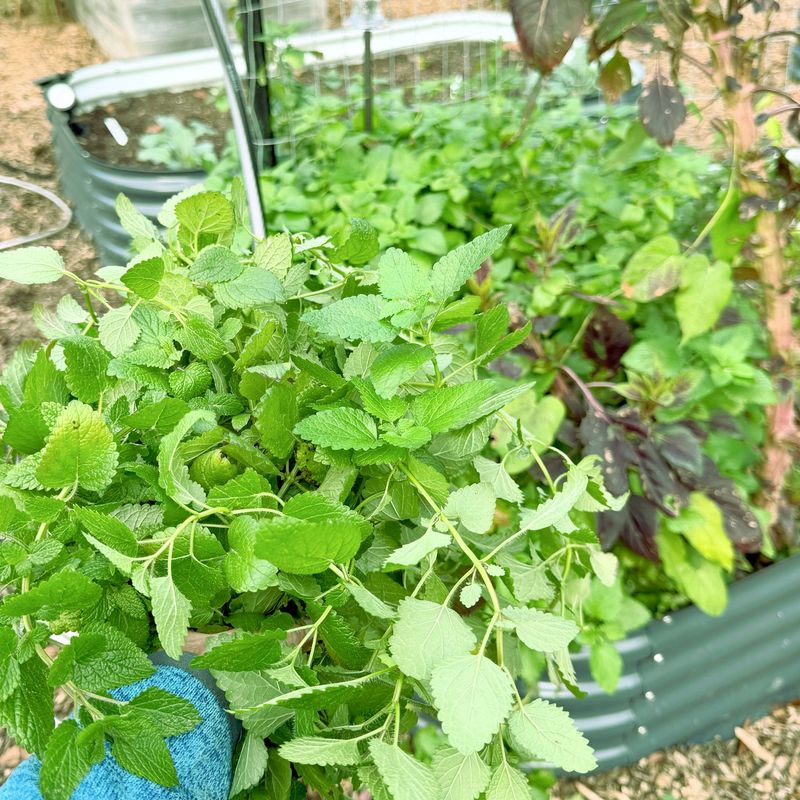 Lemon Balm