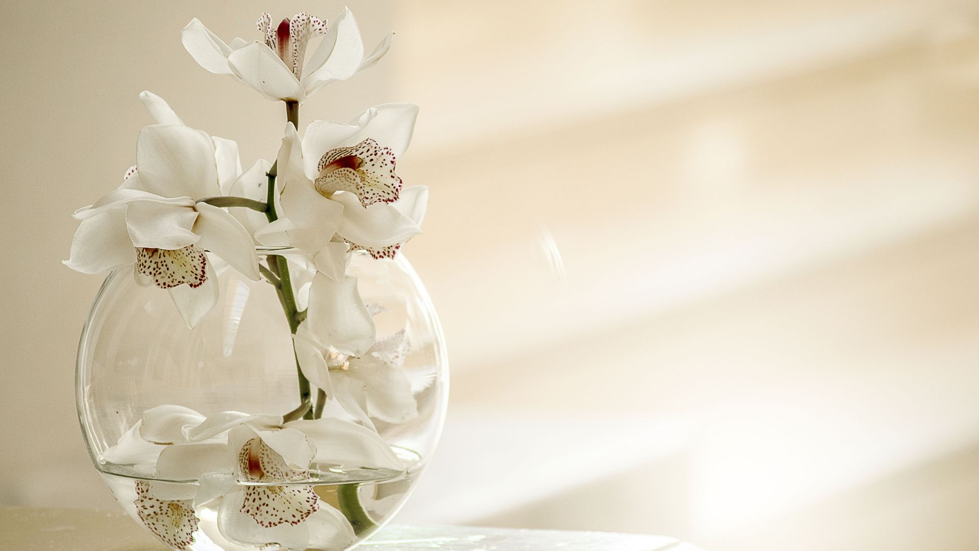 Can You Really Grow Orchids In Water? 15 Pros And 5 Cons You Should Know