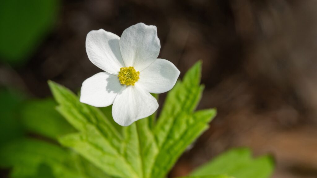 canadian anemone flower