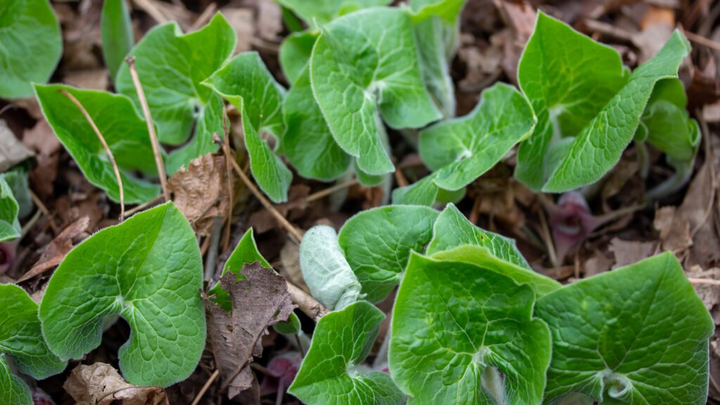 canadian wild ginger