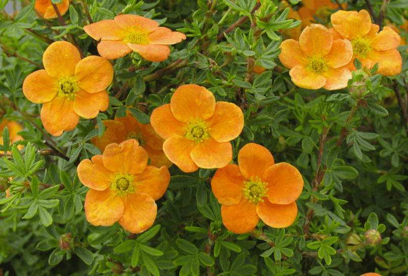 Potentilla ‘Orangeade’