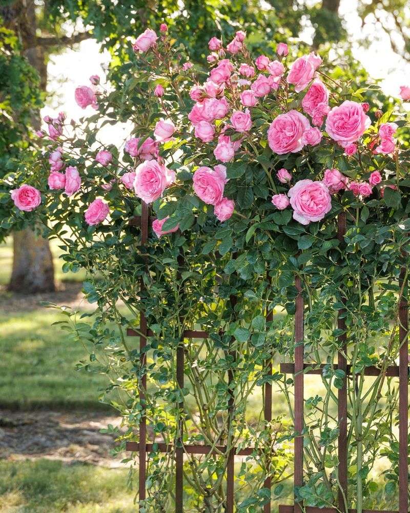 Climbing Roses