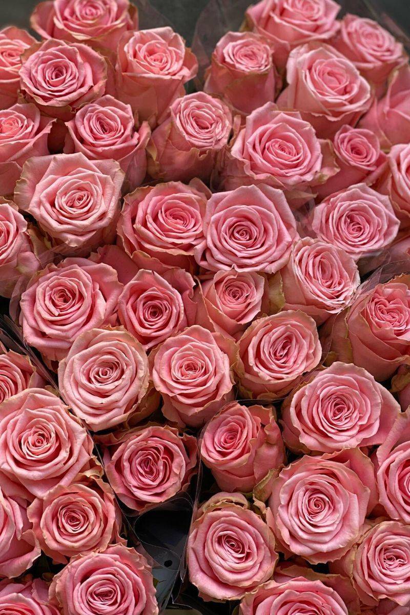Sophia Loren Rose