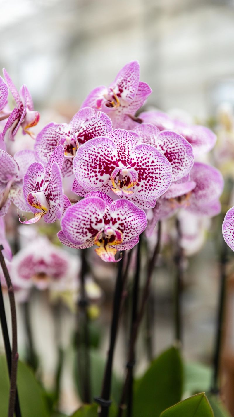 Orchids