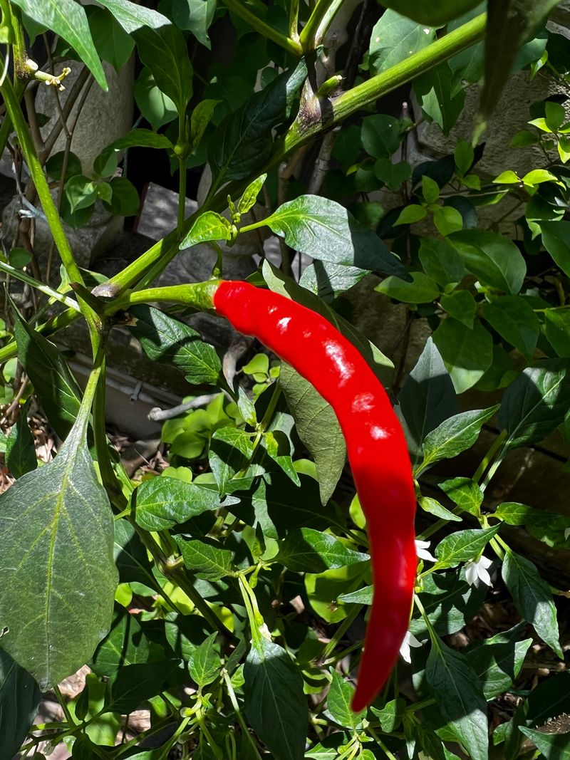 Peppers