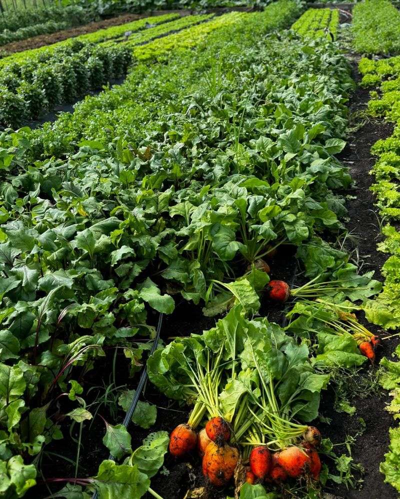 Beets