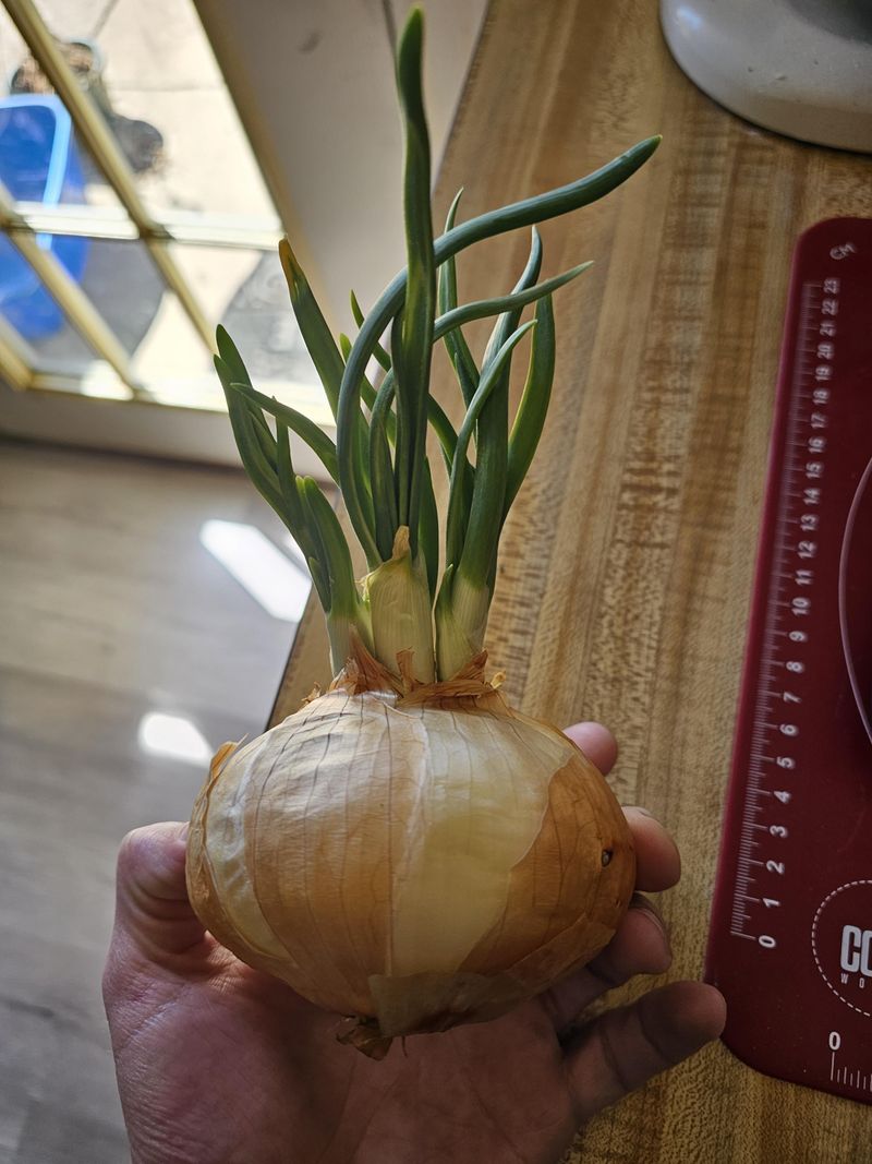 Onions – Can Grow, But Bulbs Don’t Develop Well