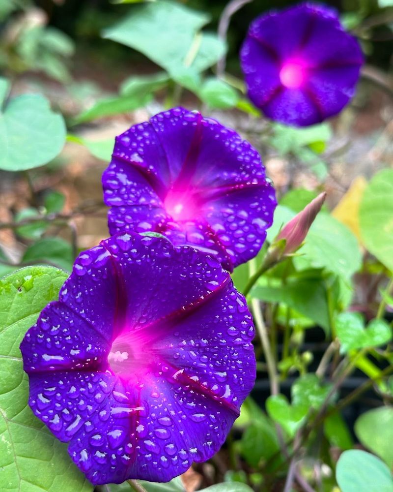 Morning Glories