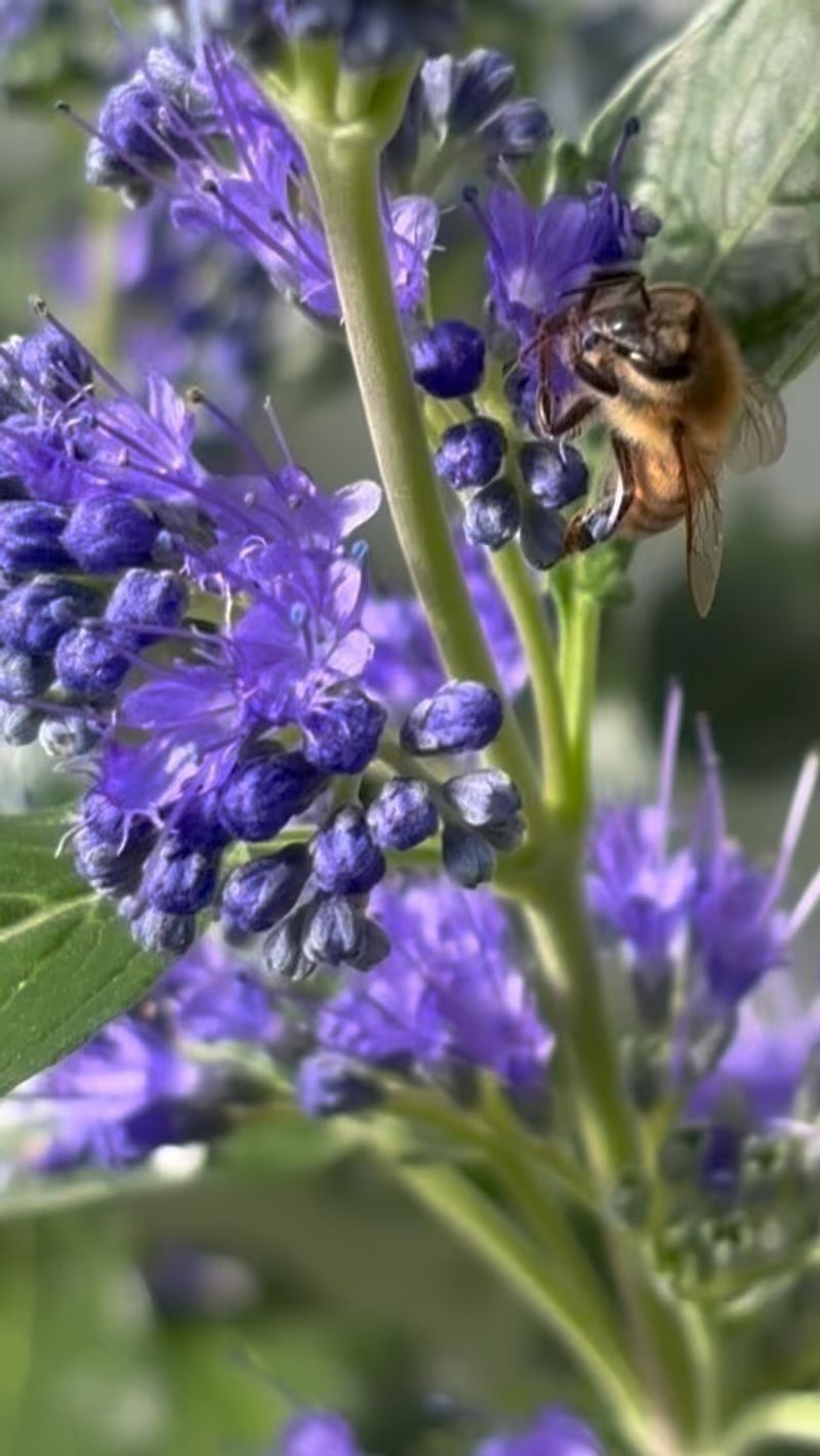 Bluebeard (Caryopteris)
