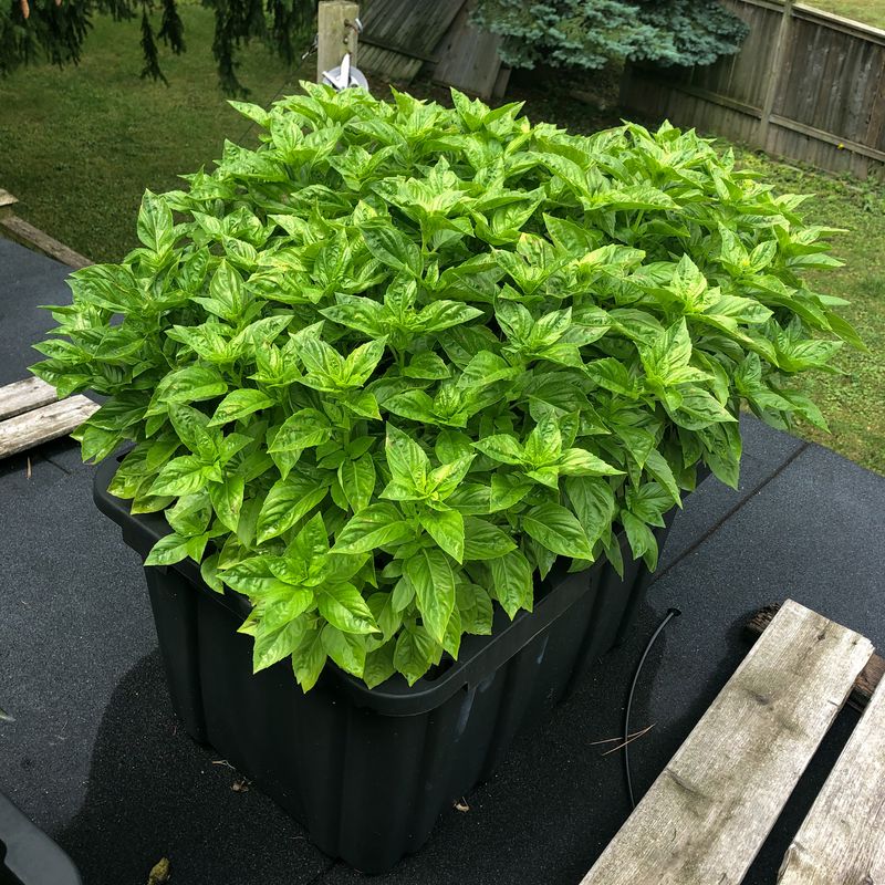 Basil
