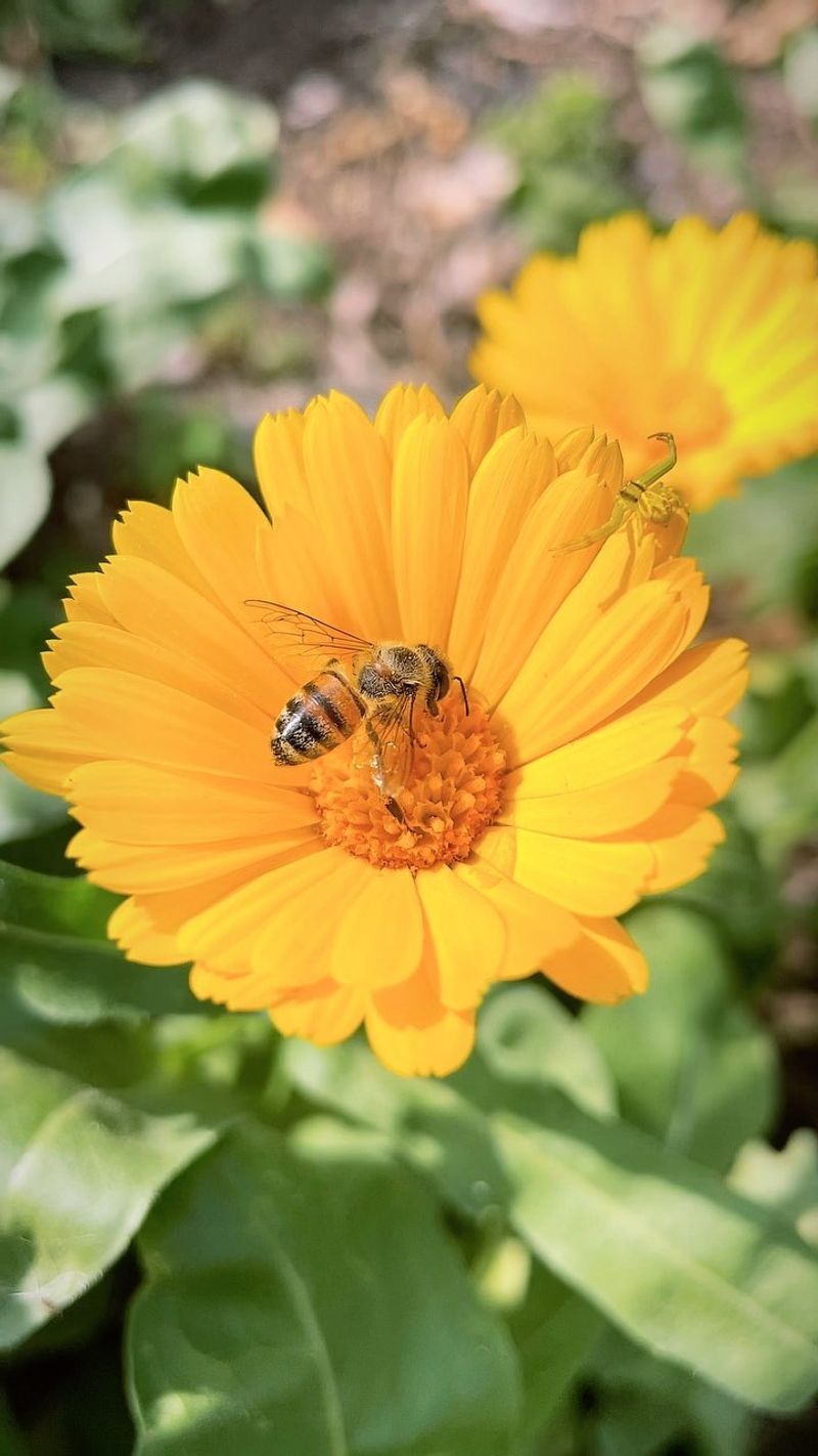 Calendula