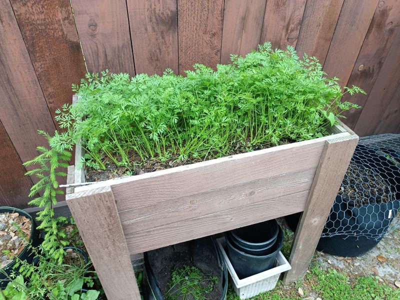 Plant in Potting Soil