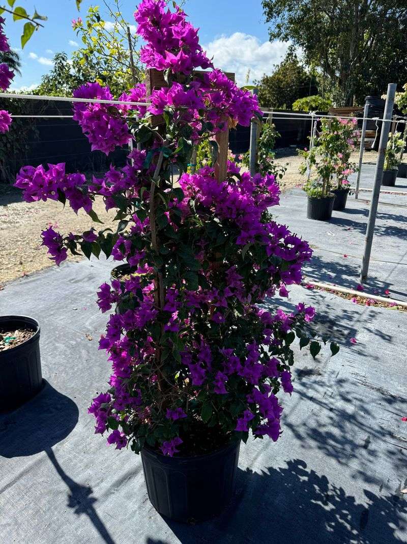Deep Purple