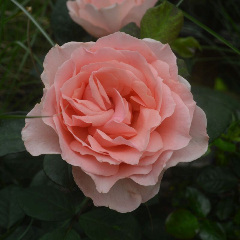 Donatella Rose