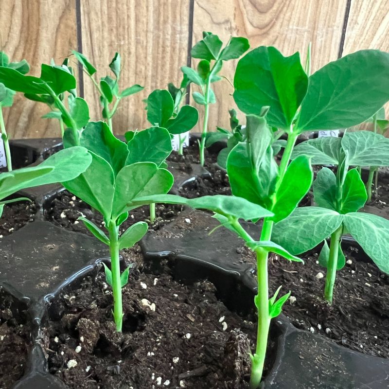 Thin Seedlings