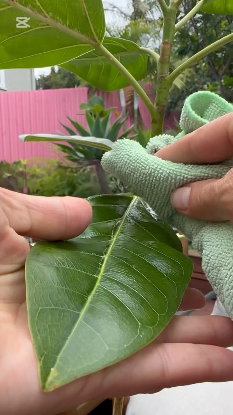 Clean Plant Leaves