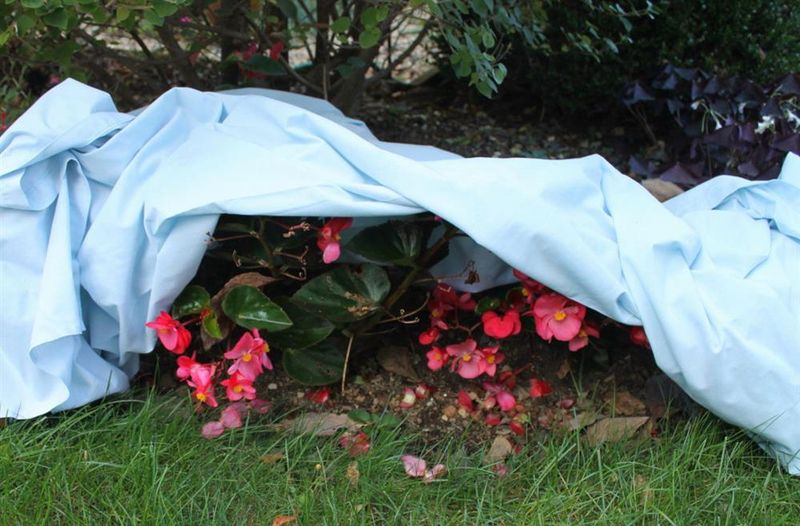 Protecting Tender Plants