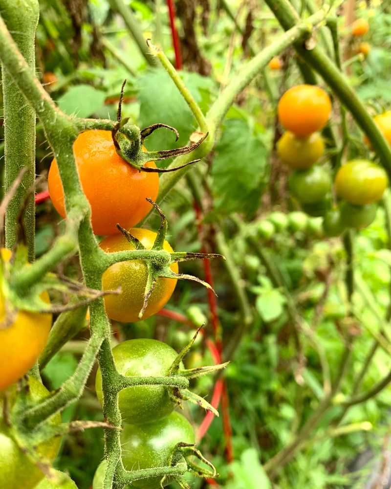 Sun Gold
