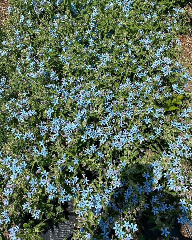 Blue Lotus Vine (Tweedia caerulea)