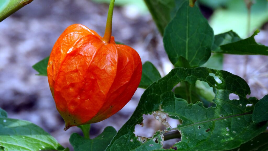 chinese lantern plant