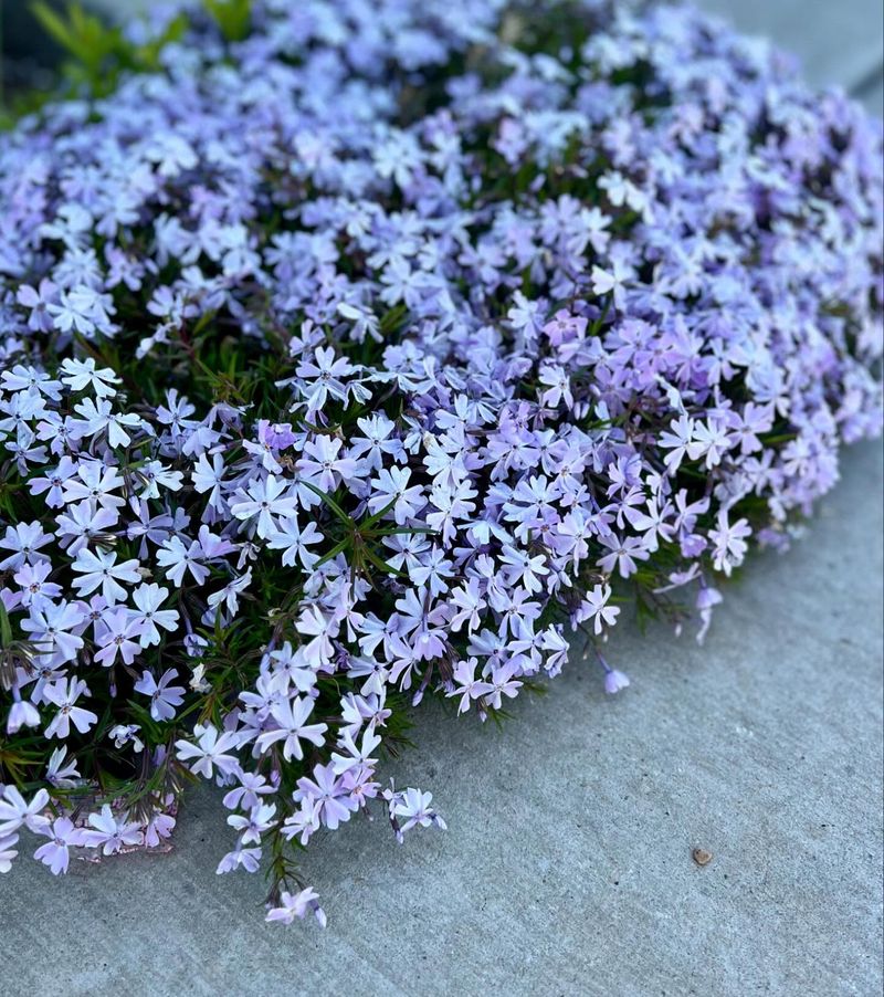 Creeping Phlox