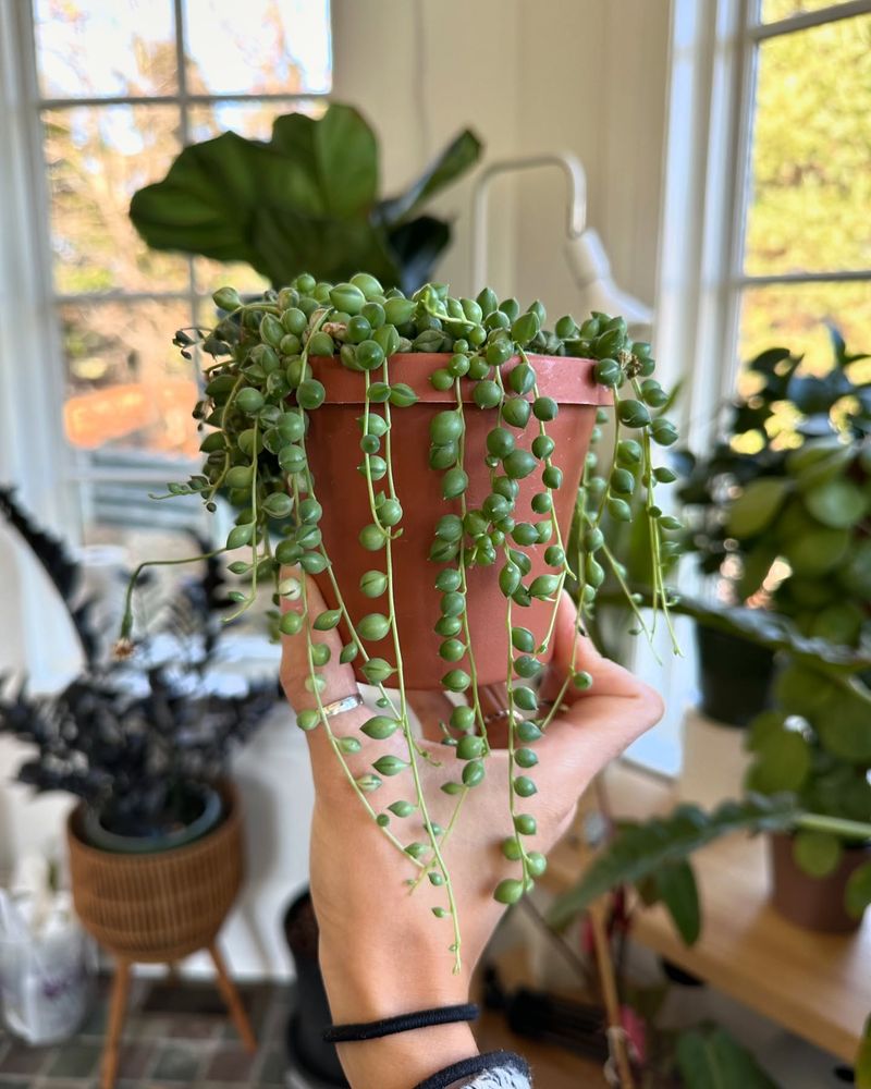 String of Pearls