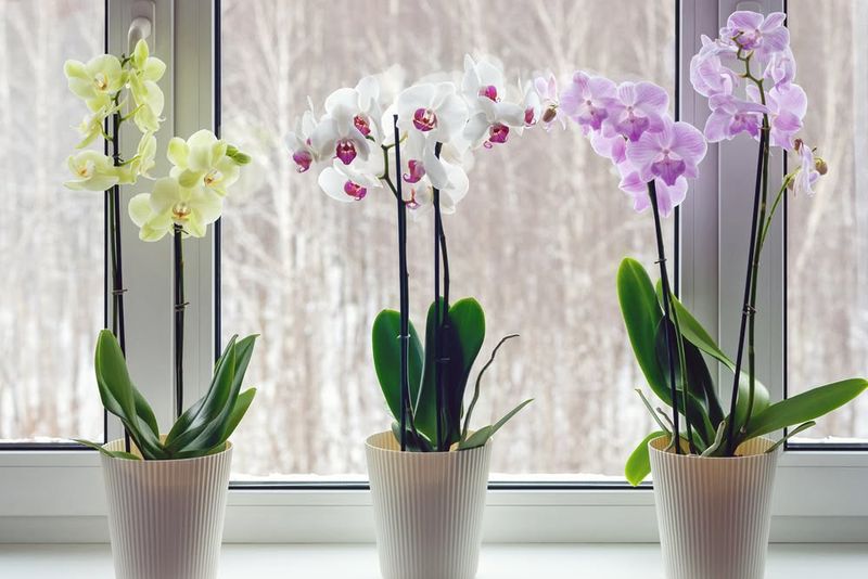 Orchid