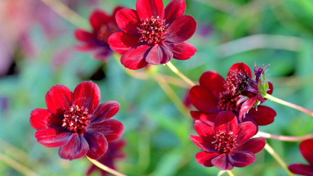 Chocolate Cosmos