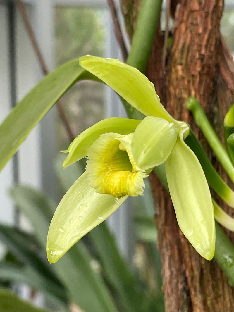 Vanilla Orchid